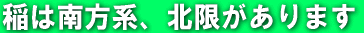 稲は南方系、北限があります